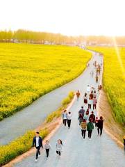 Hongshuling Rape Flower Sea, Shahe