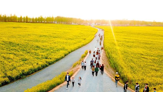 Hongshuling Rape Flower Sea, Shahe