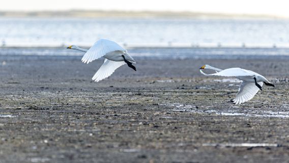 Bird Watching in Dongying