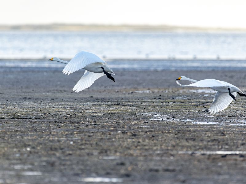 白鳥湖