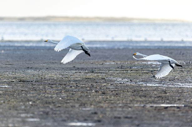 Bird Watching in Dongying