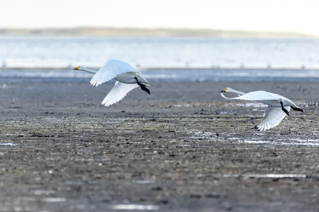 Birdwatching in Dongying