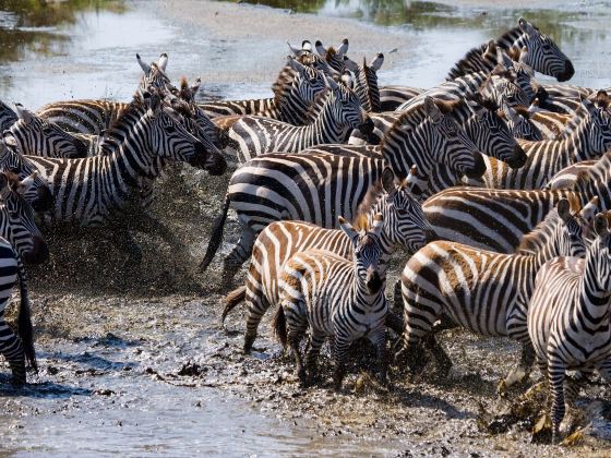 Serengeti National Park