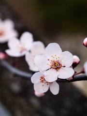 Plum Blossom Valley