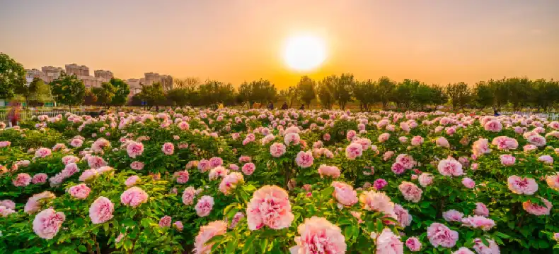 鄰近菏澤學院(北校區)的酒店