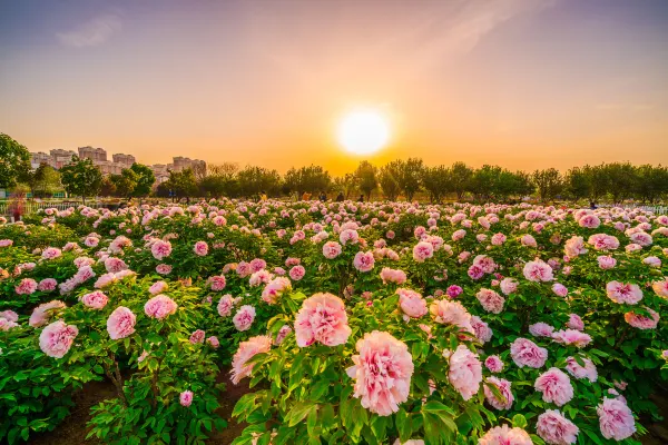 菏澤酒店