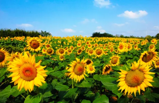 伏熱花海莊園門票優待(長者/學生/教師/退役軍人)