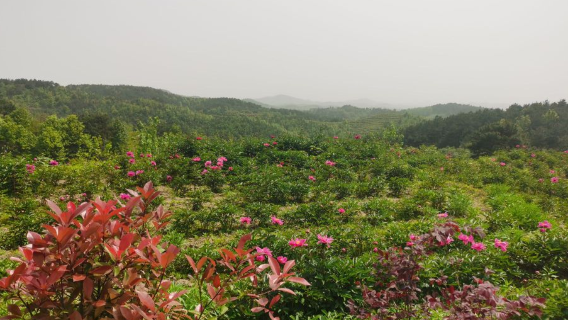 Longmen Flower Sea Scenic Area