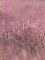 Hairawn Muhly