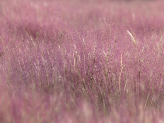 Hairawn Muhly