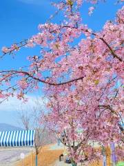 瑞安市桐浦鳳凰櫻花谷