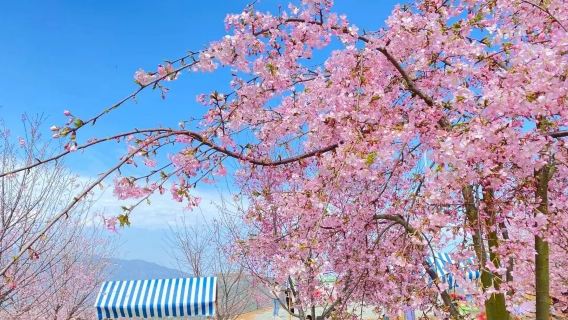Ruian City Tongpu Phoenix Cherry Blossom Valley