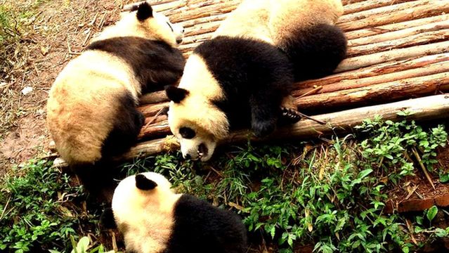 Jiuzhaigou Panda Center