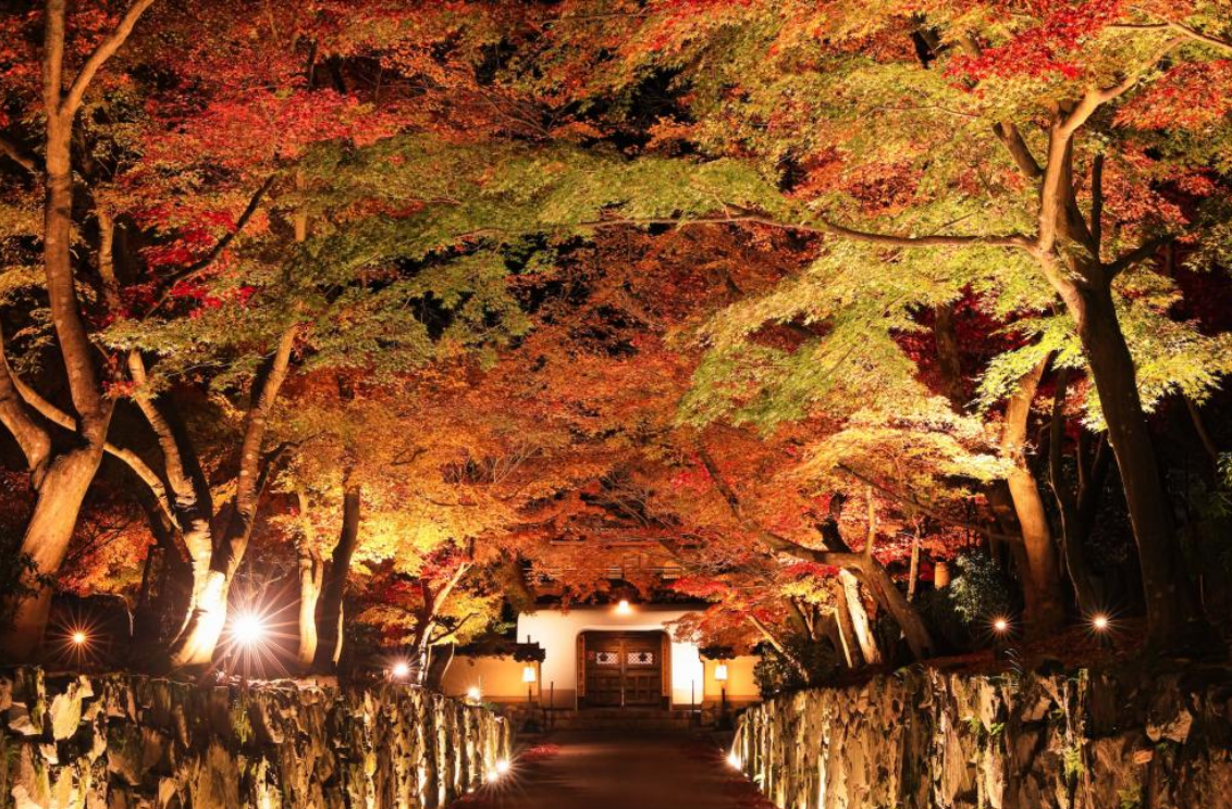 NAKED光雕秀「NAKED GARDEN ONE KYOTO 2024」 | 京都