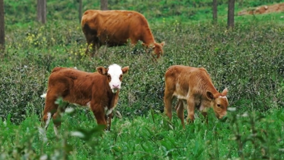 lai long xiang long huai cha yuan qin zi cai zhai lu ying ji di