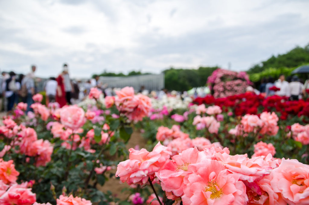 Jindai Botanical Garden's Spring Rose Festival | Chofu