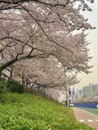 부산 벚꽃 명소 - 온천천 