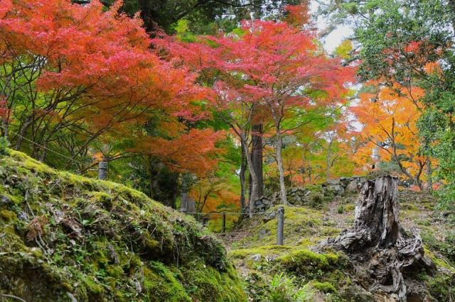 Saimyoji Attractions Kyoto Travel Review Travel Guide Trip Com Saimyoji Attractions Kyoto Travel Review Travel Guide Trip Com