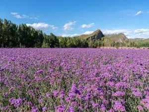 Baili Landscape Gallery