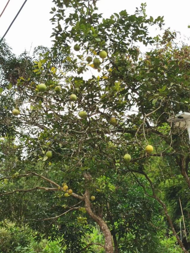 Luoding Longwan Ecological Tourism Area (Jiulong Waterfalls)