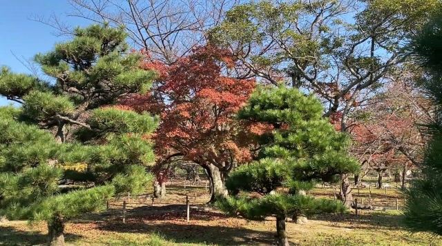 舞鶴公園