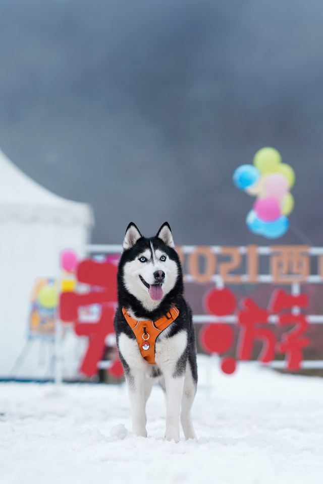西嶺雪山