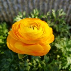 王老师咖啡烘焙室 User Photo