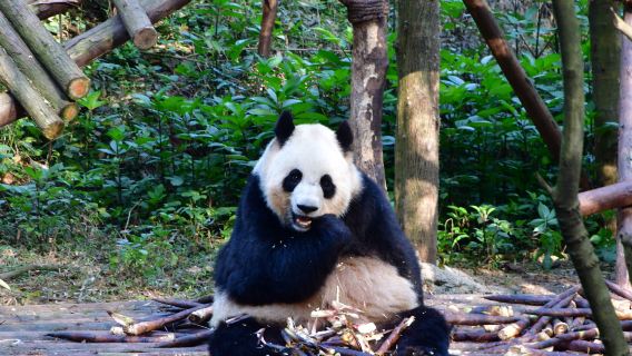 成都大熊貓繁育研究基地+都江堰一日遊【可選航空座椅+純玩團】