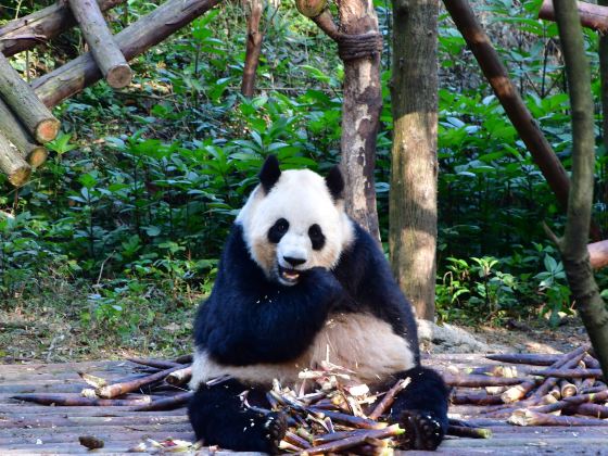 Bifengxia Panda Reserve