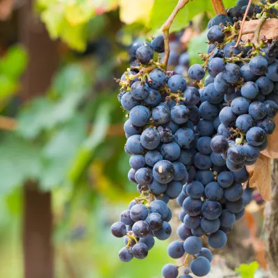 Отзывы об отеле T Villas Hua Hin