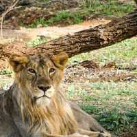 Majestic Creatures