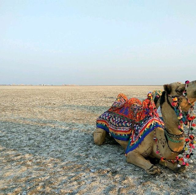 Rann of Kutch-Gujarat, India
