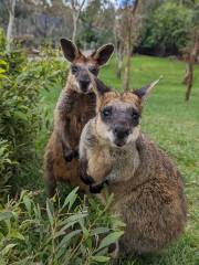 Gorge Wildlife Park