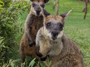 峽谷野生動物園