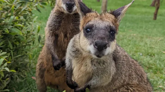 峽谷野生動物園