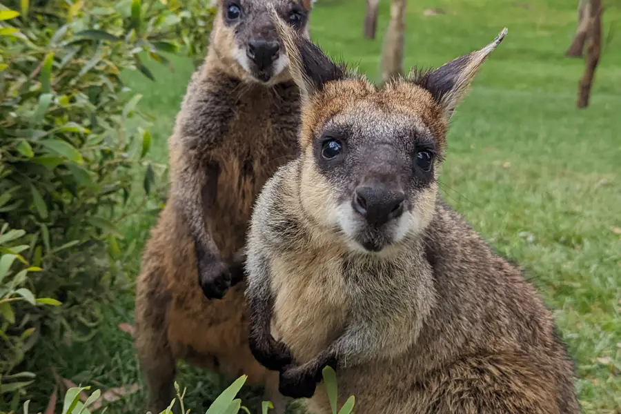 峽谷野生動物園