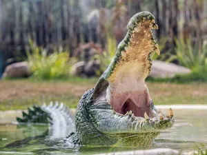 Sydney Zoo