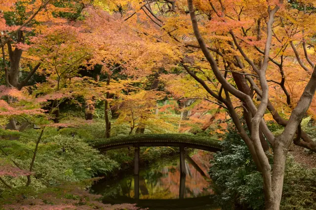 Fall Leaves Viewing in Tokyo