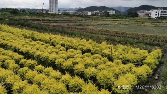 惠水和景園藝草坪基地