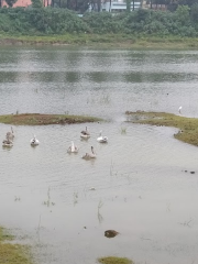 Madipakkam Lake