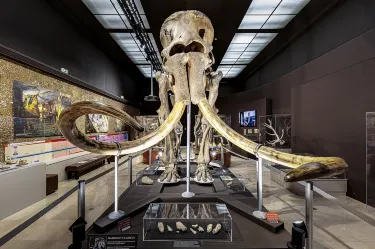 Museum of Prehistoric Anthropology