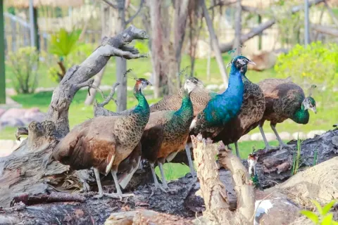 융홍 야생동물 세계