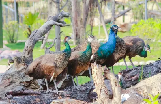 永鴻野生動物世界暢玩年卡成人