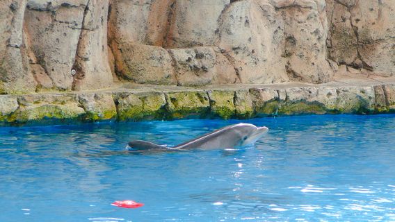 Аквариум Техас Стейт