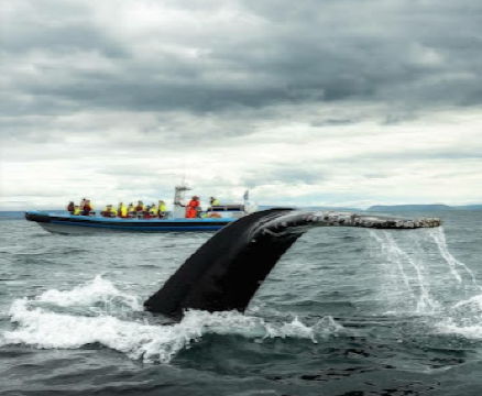 Sea Trips Reykjavík