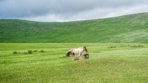 Khustain Nuruu National Park