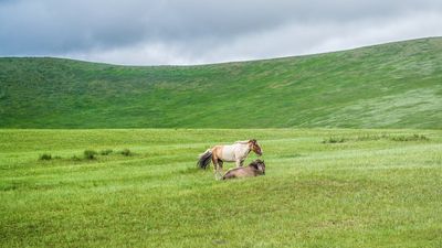 Khustain Nuruu National Park