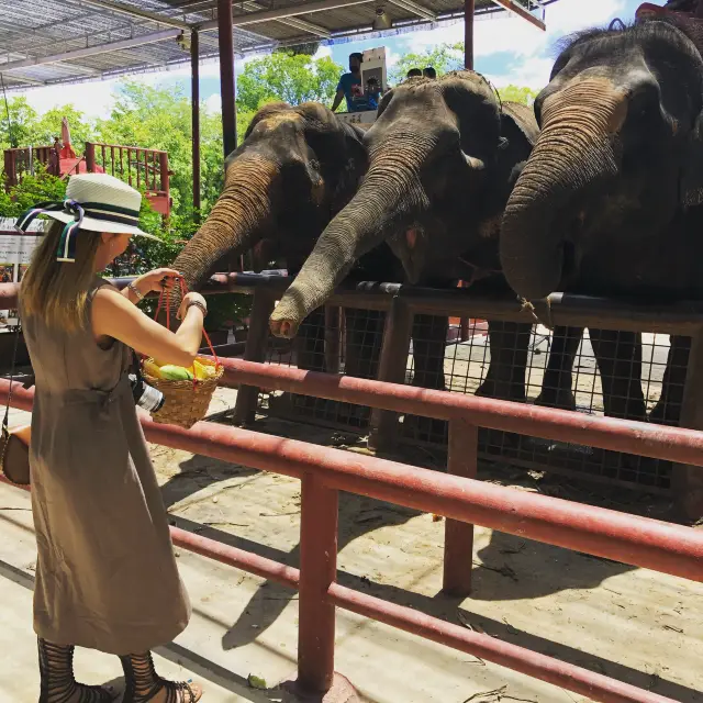 Day trip to Ayutthaya 🐘 