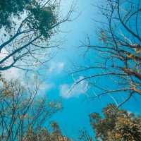 Somdul Agroforestry Home 