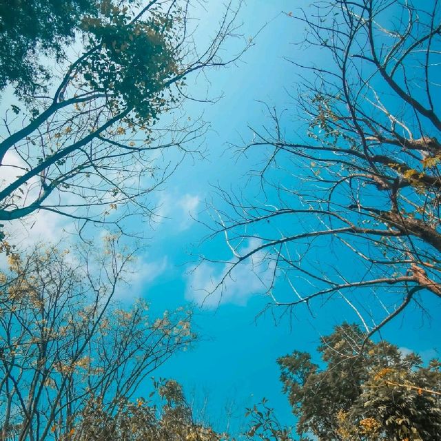 Somdul Agroforestry Home 